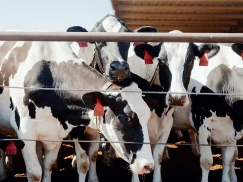 Cách nước Mỹ nuôi bò: Cho đeo vòng thông minh 200 USD/chiếc, phát hiện bệnh sau 60 giây, quản lý cả trang trại chỉ với chiếc điện thoại