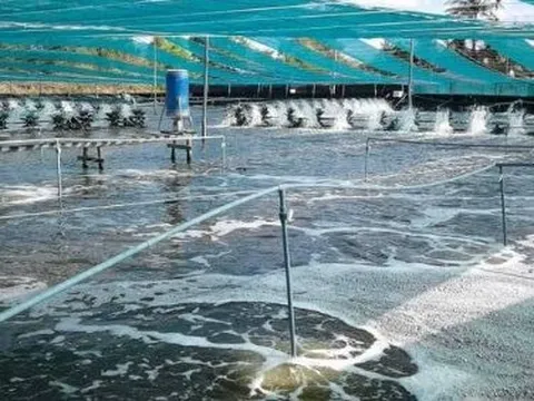 Áp thuế 50% vì mua dầu Nga, người Mỹ phải trả giá đắt đỏ cho một mặt hàng nhập khẩu từ Ấn Độ, Việt Nam cũng đang tham gia cuộc đua xuất khẩu