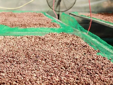 Giá cà phê hôm nay 8-10: Giảm mạnh, doanh nghiệp Việt lép vế cuối vụ