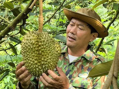 Giá sầu riêng hôm nay 8-10: Vượt 100.000 đồng/kg, nhà vườn trúng lớn