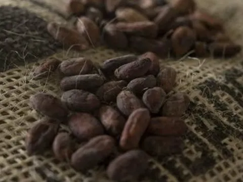 Sốt giá suốt 2 năm liên tiếp, giá loại hạt được gọi là 'thức ăn của các vị thần' bất ngờ rơi xuống thấp nhất 20 tháng - chuyện gì đang xảy ra?