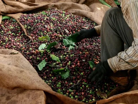 Việt Nam sở hữu một loại hạt “hút” thị trường châu Âu, tăng mua liên tục: Dự kiến thu về 8 tỷ USD