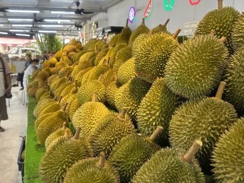 Là vựa sầu riêng lớn nhất Đông Nam Á, đối thủ của Việt Nam cho biết chỉ nhận về 10% giá trị vì trung gian qua Thái Lan, sắp xuất khẩu trực tiếp sang Trung Quốc