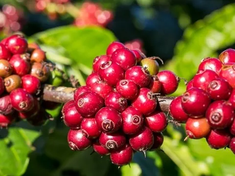 Giá cà phê hôm nay 9-10: Tăng rất mạnh, Robusta Việt có bị soán ngôi vua?