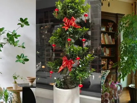 “Trong nhà có một cây, cả nhà ấm no": 5 loại cây nội thất đẹp, dễ sống, tăng sinh khí cho tổ ấm