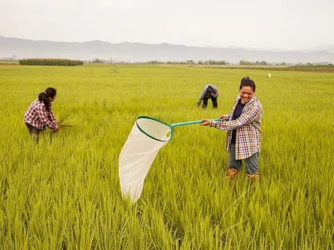 Môt "vật báu" của Thái Lan bị rớt giá thảm hại - thấp nhất thập kỷ