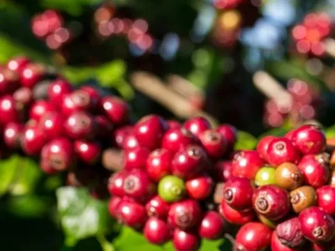 Giá cà phê hôm nay 10-10: Tăng mạnh rồi đi lùi