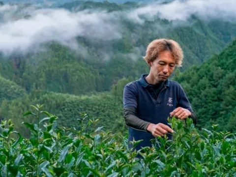 Nhật Bản đang sở hữu loại bột được ví như 'vàng xanh', cả thế giới đổ xô tới đây săn lùng, cung không đủ cầu