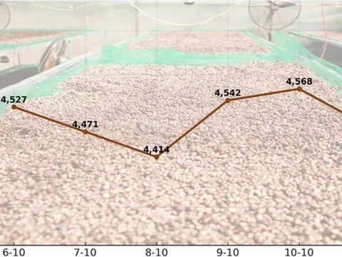 Giá cà phê hôm nay 11-10: Chốt tuần giảm, xuất khẩu cà phê toàn cầu ra sao?