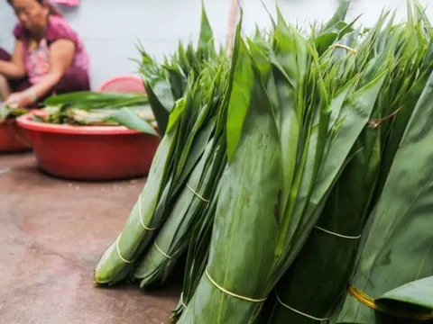 Loại lá trước kia cho không ai lấy, nay được Trung Quốc bao mua: Người dân Phú Thọ “hái ra tiền tỷ”