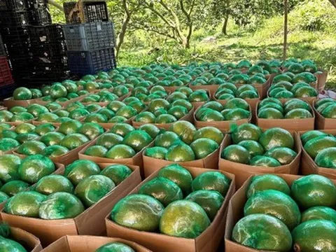 Không phải sầu riêng, loại quả của Việt Nam khiến cựu Thứ trưởng Bộ Nông nghiệp Mỹ phải tấm tắc khen ngon: sản lượng 1 triệu tấn/năm, vừa có thêm 'visa' sang Úc