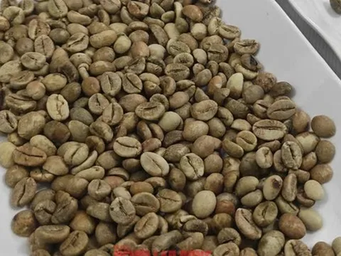 Giá cà phê hôm nay 13-10: Mỹ tăng mua đột biến, giá cà phê có tăng trở lại?