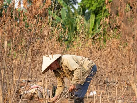Đào Nhật Tân chết khô chết héo