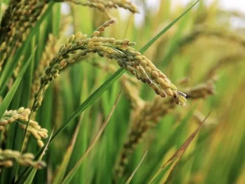 Độc lạ quốc gia vừa trở thành khách hàng lớn nhất của gạo Việt: Hàng nội địa dồi dào nhưng người dân chỉ mê hàng ngoại, giá tăng 225% chỉ trong 1 năm