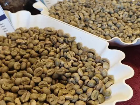 Giá cà phê hôm nay 14-10: Tăng tốt đầu tuần