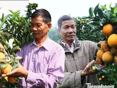 Bỏ việc ở Bệnh viện Quân y, người đàn ông về Sơn La trồng thứ cây lạ đời “ra quả không biết mệt” rồi thành tỷ phú