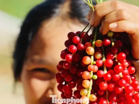 'Hạt ngọc trời' là gì, đắt đỏ ra sao mà người dân kéo nhau lên núi tìm kiếm?