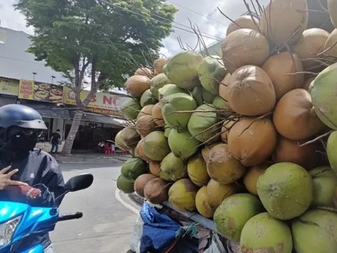 Rõ lý do giá dừa tươi rớt thảm