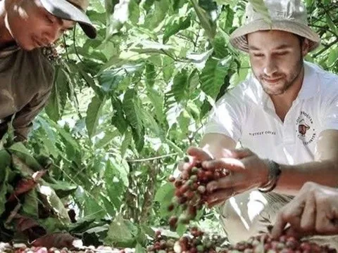 Giá cà phê hôm nay 17-10: Robusta tăng tiếp
