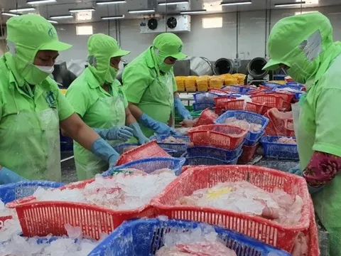 Xuất hiện thị trường trọng điểm mới của cá tra Việt