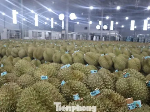 Kiến nghị khẩn việc ách tắc sầu riêng ở Đắk Lắk