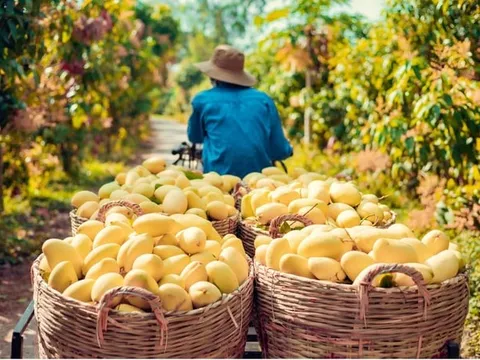 Một loại quả bất ngờ tăng giá gấp đôi, nông dân “hái vàng”, thu tiền triệu mỗi công