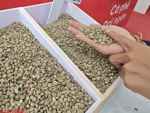 Giá cà phê hôm nay 25-10: Hồi phục và điểm lạ của thị trường số 1