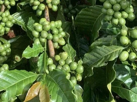Giá cà phê hôm nay 26-10: Hé lộ của VICOFA về sản lượng vụ mới