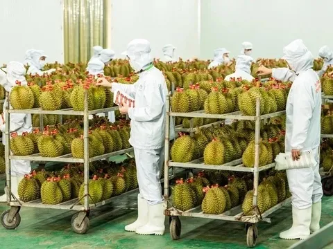 Cục Trồng trọt lên tiếng việc 'tắc' gần 2.000 container sầu riêng