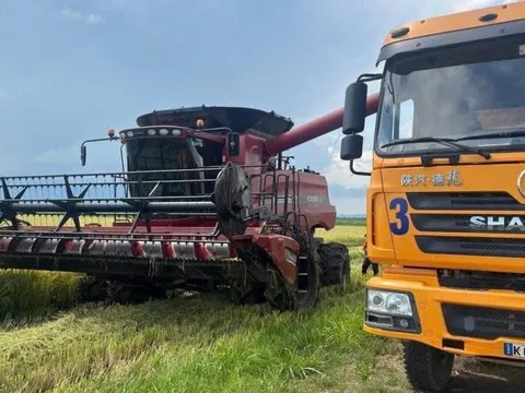 Giống lúa CT16 “Made in Việt Nam” đang gây bão tại Cuba: Vì sao được lựa chọn trồng?