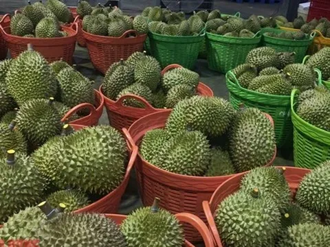 Diễn biến mới vụ hàng ngàn container sầu riêng ùn ứ