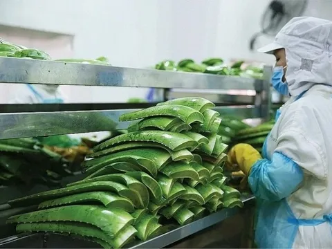 "Vua nha đam" lập kỷ lục lợi nhuận, hoàn thành 88% kế hoạch năm