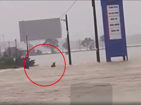 Xót xa khoảnh khắc một người bị nước lũ cuốn trôi ở Huế, tìm cách ứng cứu nhưng không kịp trở tay