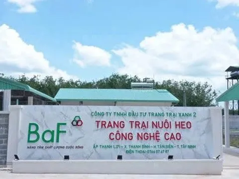 Giá heo ‘hạ nhiệt’, lợi nhuận Baf Việt Nam 'bốc hơi' 63% trong quý III/2025
