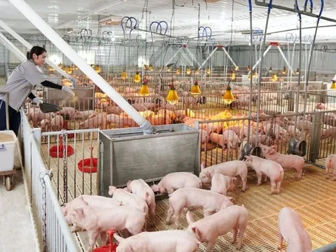 Đại gia chăn nuôi Bắc Ninh lãi gần 5 tỷ đồng mỗi ngày