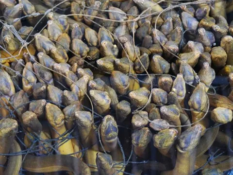 Loài cá được ví là “nhân sâm dưới nước”: Nuôi ở nơi đặc biệt, cả Trung Quốc, Nhật Bản, Mỹ đều muốn mua