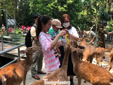 Bất ngờ doanh thu của vườn thú từng bị 'sờ gáy' vì nợ thuế