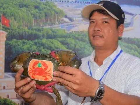 Sắp diễn ra ngày hội cua, cua biển Cà Mau tăng giá mạnh