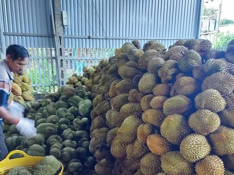 Cần lập lại trật tự ngành hàng sầu riêng