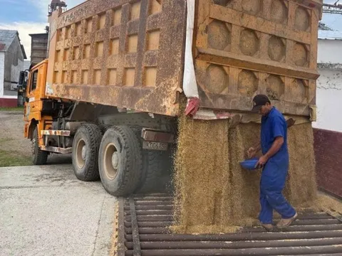 Giống lúa Việt Nam “gây sốt” tại Cuba: Thắm tình anh em!