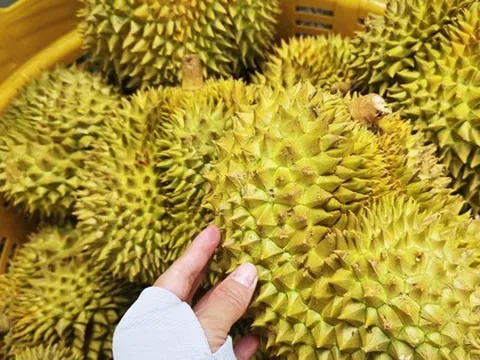 Đường dây làm giả bị lật tẩy, ngành sầu riêng mong tháo "nút thắt" về kiểm nghiệm