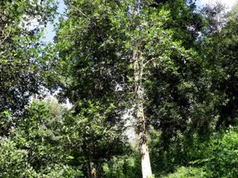 Một loại sản vật thế giới rất hiếm nhưng riêng 1 tỉnh của Việt Nam đã trồng hơn 43.000 ha: Xuất khẩu thu về hơn 47 triệu USD, nước ta cùng Trung Quốc là ‘ông trùm’ toàn cầu