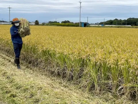 Chuyện gì đang xảy ra tại nền kinh tế lớn thứ 4 thế giới: Áp thuế gạo nhập khẩu cao chót vót nhưng vẫn rẻ hơn hàng nội địa, người tiêu dùng chịu mức giá đắt đỏ