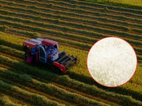 Phát hiện "hạt ngọc" 1.600 đô của Việt Nam: Đánh bại Thái Lan, được giới siêu giàu châu Âu "săn lùng" ráo riết