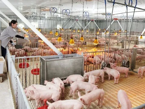 Chào bán 30 triệu cổ phiếu, Nông nghiệp Hòa Phát sắp huy động hơn 1.200 tỷ đồng