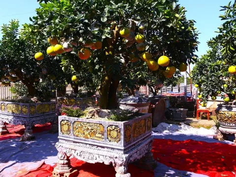 Bưởi Diễn hàng chục triệu đồng sẵn sàng chờ khách 'rước' về chơi Tết