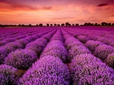 Một cổ phiếu công ty chứng khoán “bốc đầu” kịch trần ngay trước thềm họp ĐHCĐ bất thường