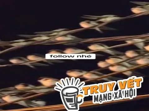 Ngành chức năng nói gì hiện tượng hàng ngàn con chim én đậu chằng chịt trên dây điện ở Cần Thơ?