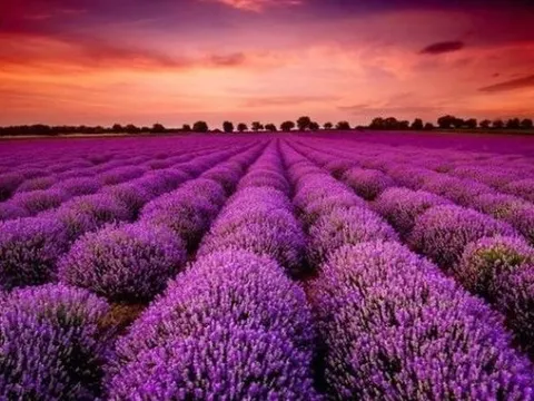 Cổ phiếu doanh nghiệp gần 70 năm tuổi bất ngờ "tím lịm" 7 phiên liên tiếp, điều gì đang diễn ra?