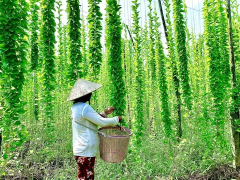 Nông dân đổi đời nhờ trồng loại cây mọc dại: "Đếm lá tính tiền", thu về 2 tỷ/năm